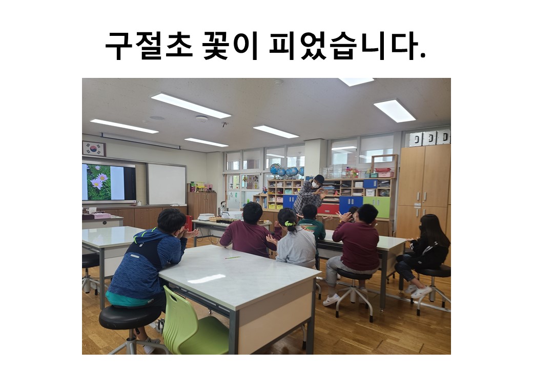 구절초꽃이피었습니다.